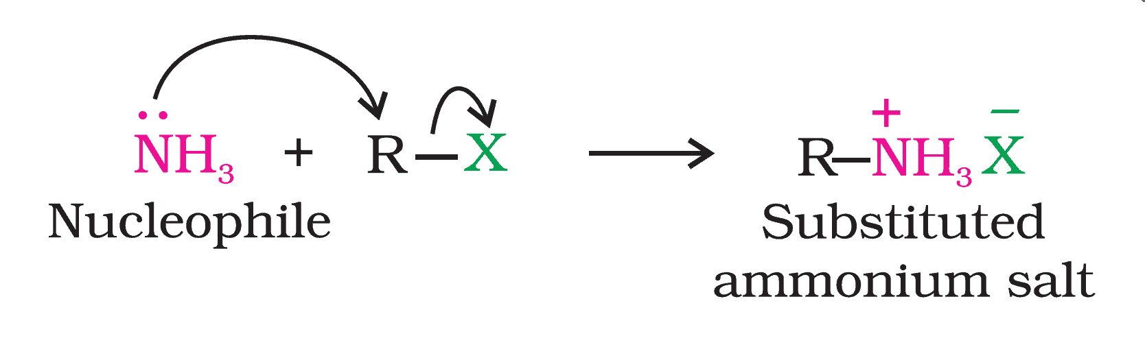 Amines NCERT Solutions: A Comprehensive Guide