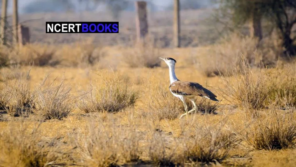 great indian bustard upsc