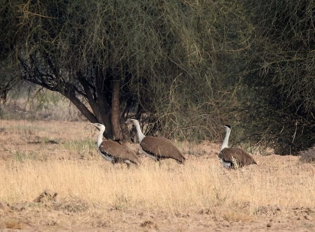 great indian bustard upsc